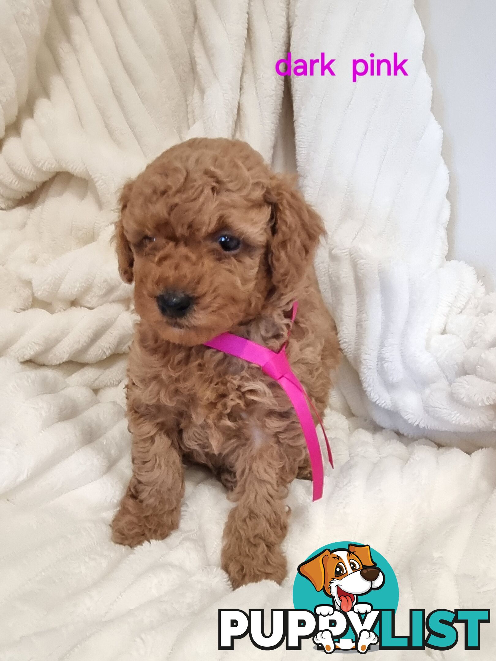 Purebred toy poodles DNA clear
