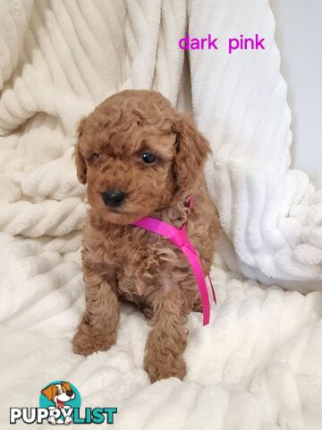 Purebred toy poodles DNA clear