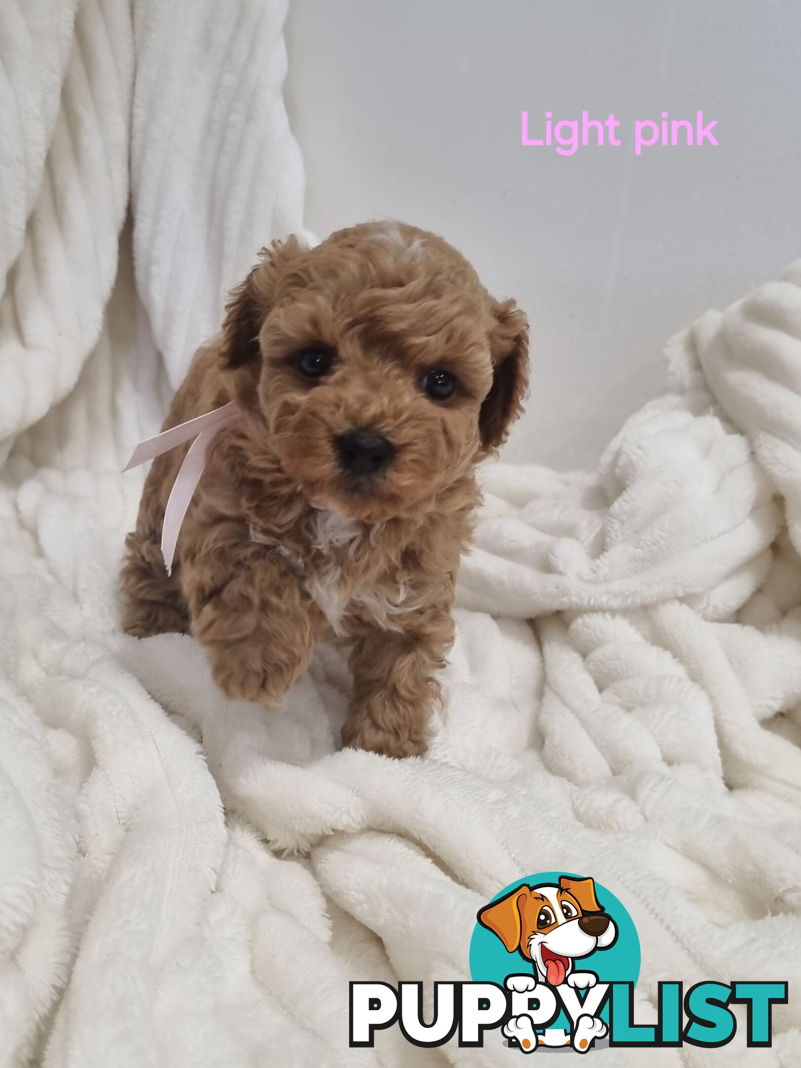 Purebred toy poodles DNA clear