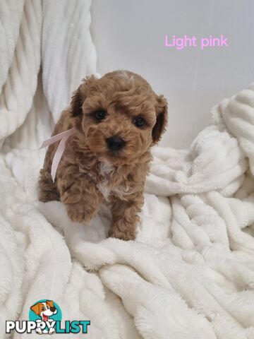 Purebred toy poodles DNA clear