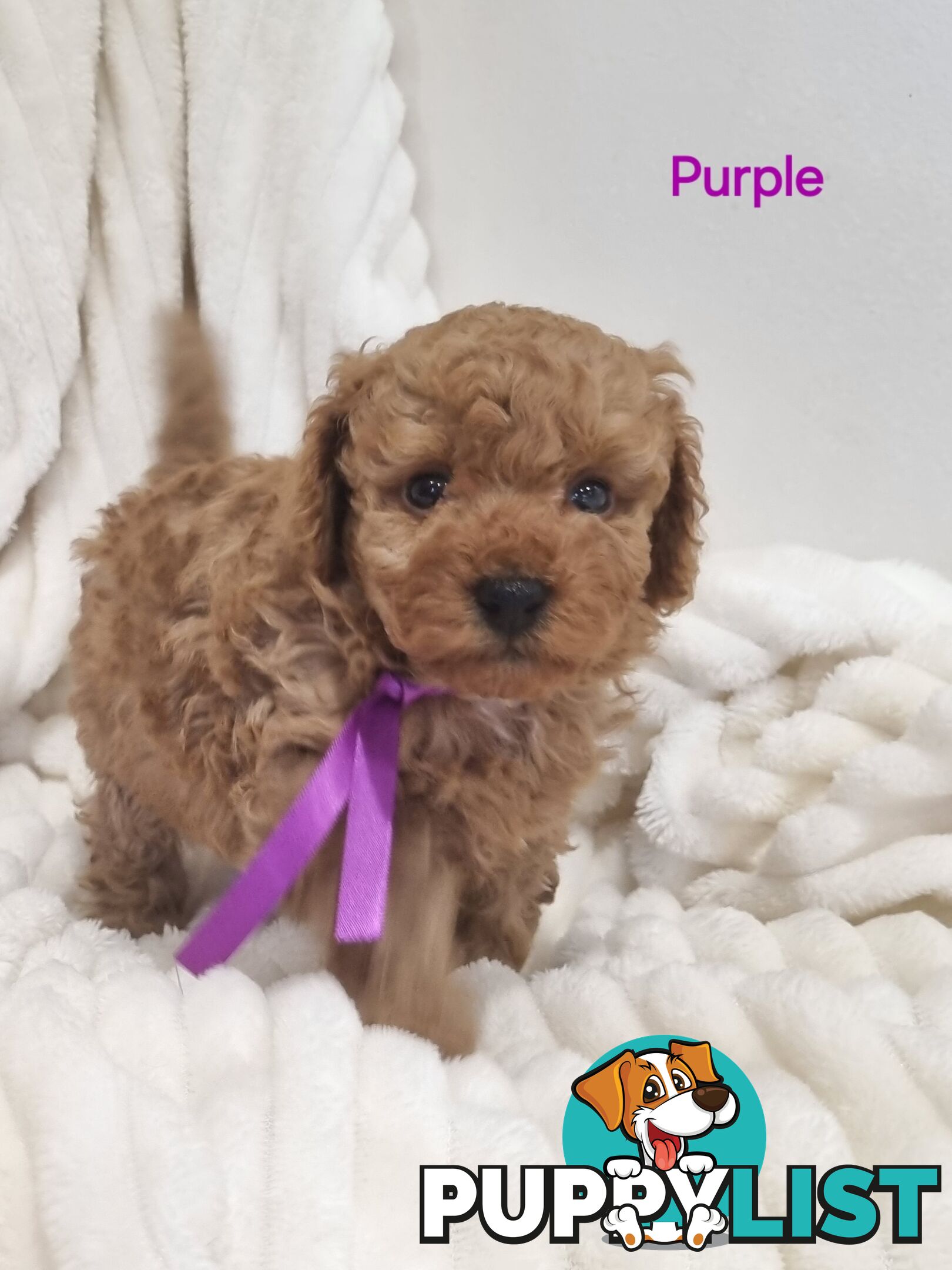 Purebred toy poodles DNA clear