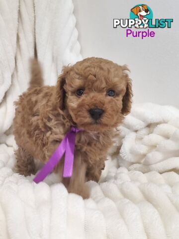 Purebred toy poodles DNA clear