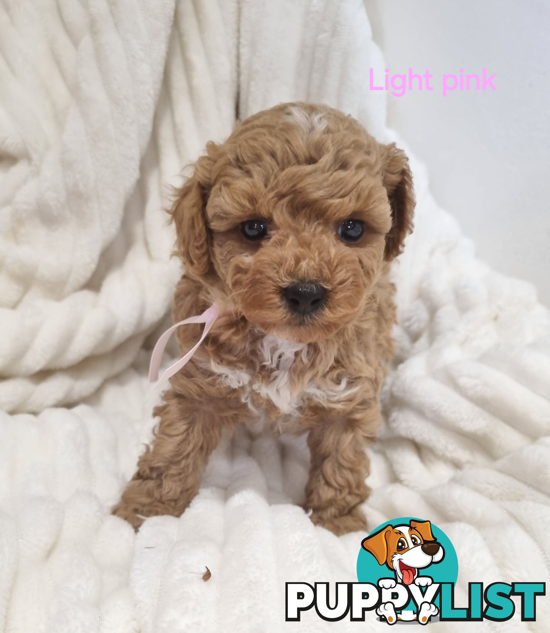 Purebred toy poodles DNA clear