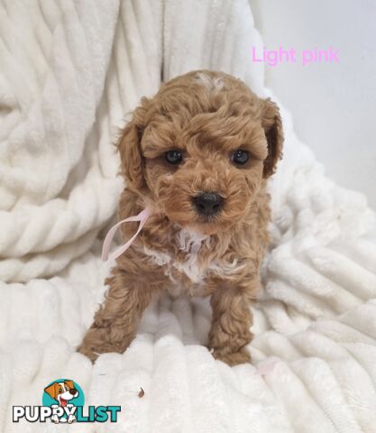 Purebred toy poodles DNA clear