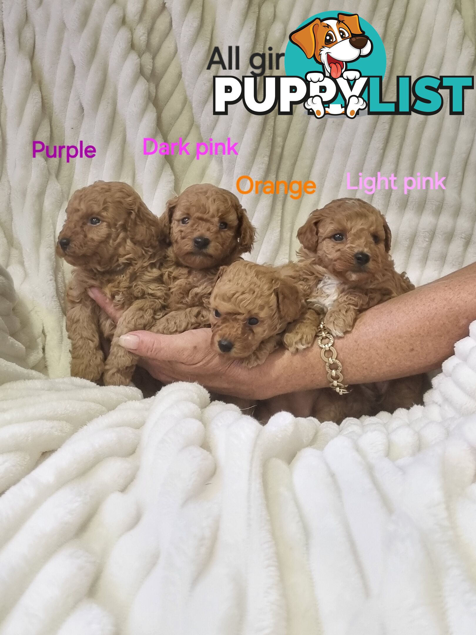 Purebred toy poodles DNA clear