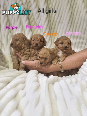 Purebred toy poodles DNA clear