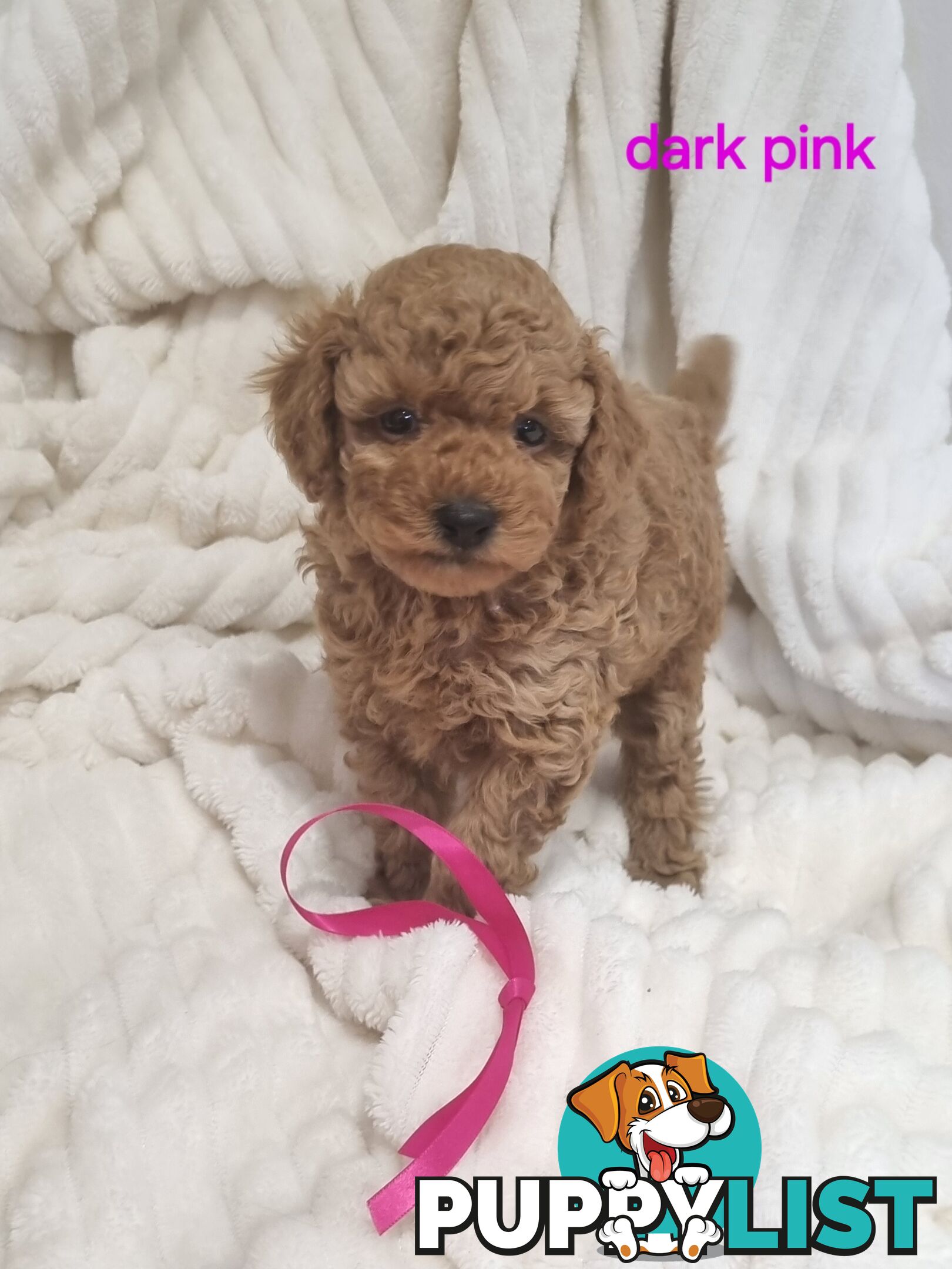 Purebred toy poodles DNA clear