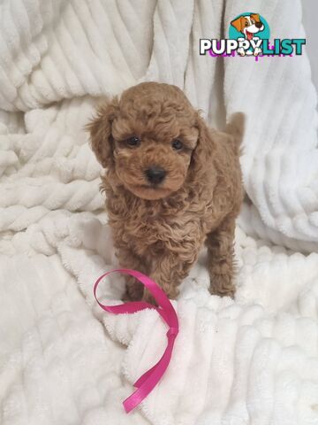 Purebred toy poodles DNA clear