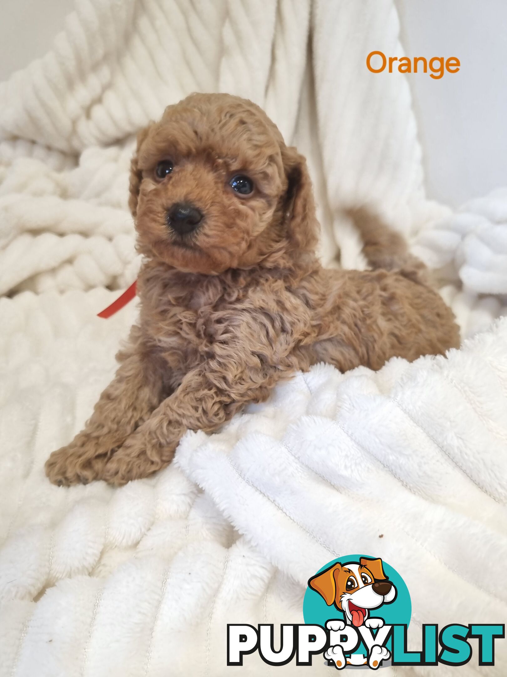 Purebred toy poodles DNA clear