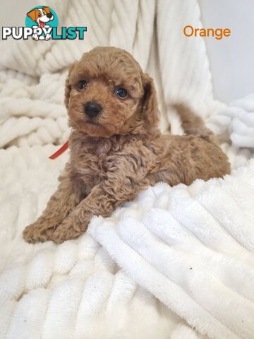 Purebred toy poodles DNA clear