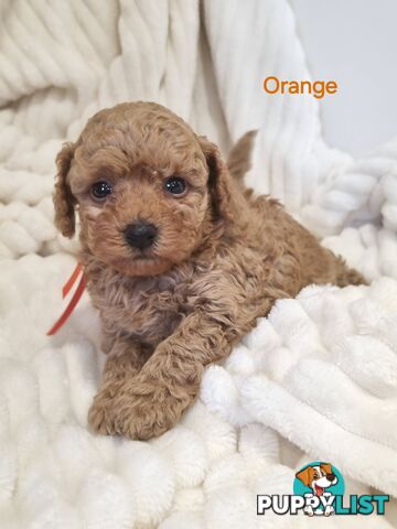 Purebred toy poodles DNA clear