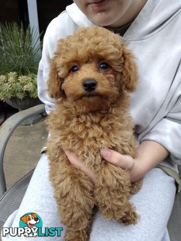 Purebred toy poodle DNA clear