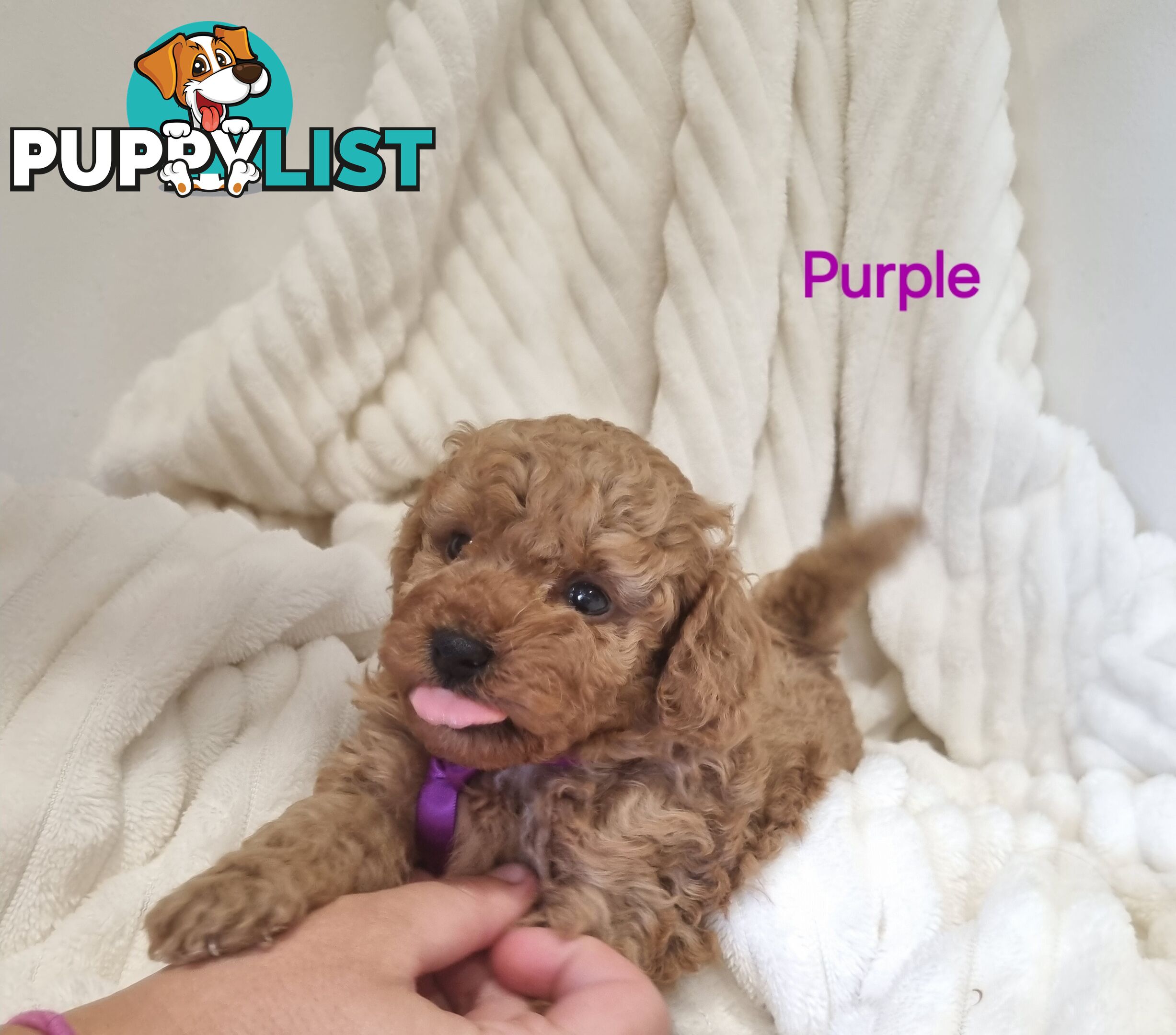 Purebred toy poodles DNA clear