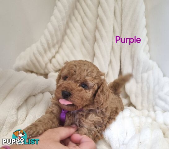 Purebred toy poodles DNA clear