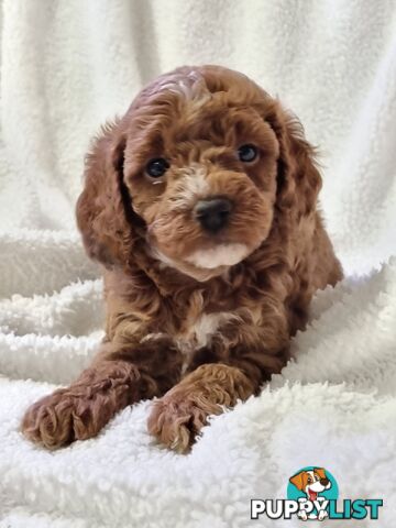 Toy Cavoodles DNA Clear