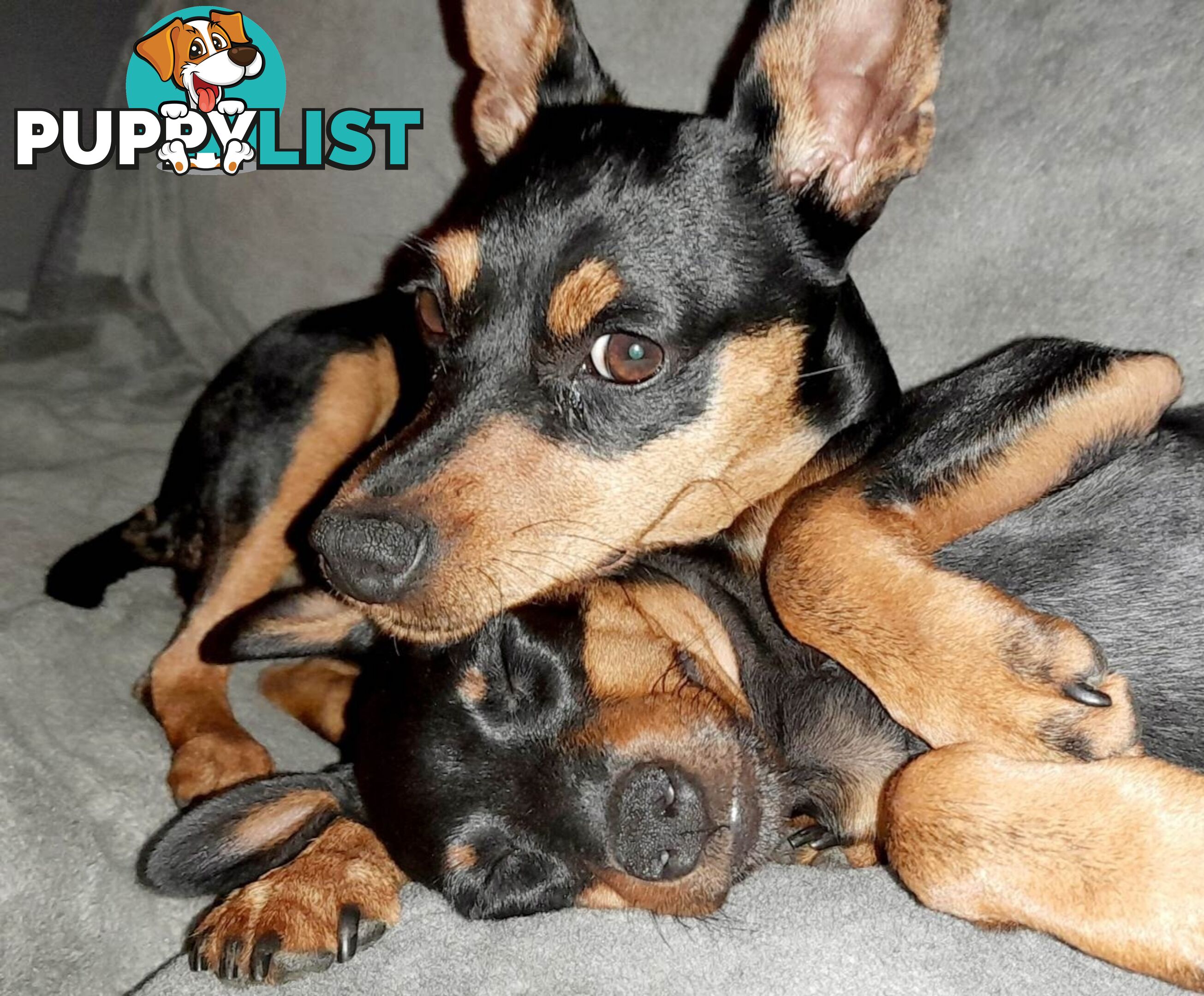 Pure Miniature Pinscher pups
