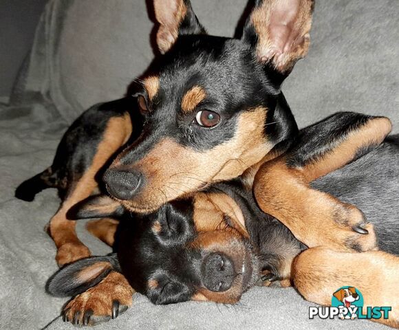 Pure Miniature Pinscher pups