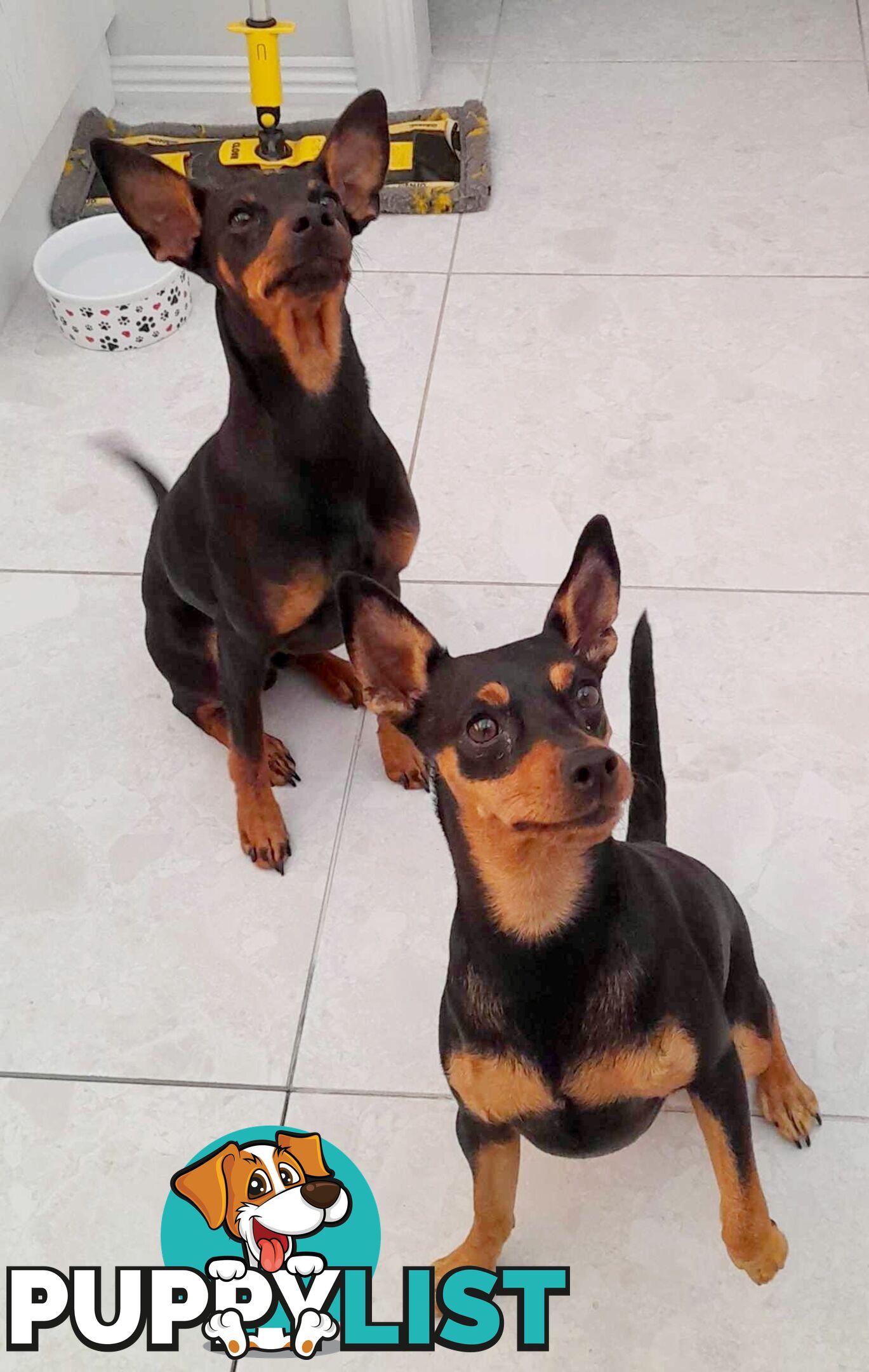 Pure Miniature Pinscher pups