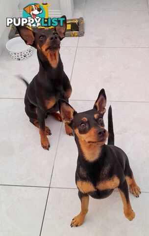 Pure Miniature Pinscher pups