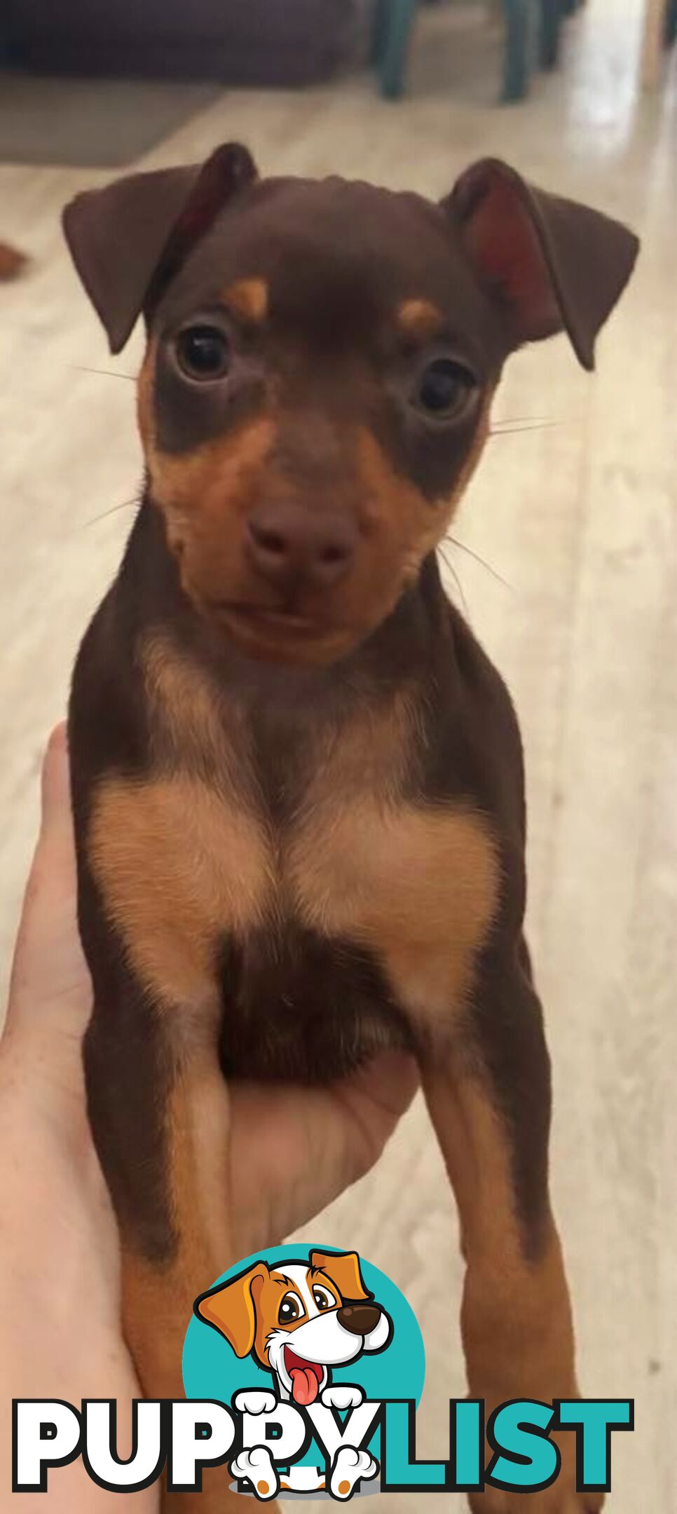 Pure Miniature Pinscher pups