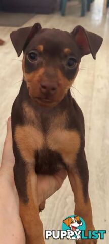 Pure Miniature Pinscher pups