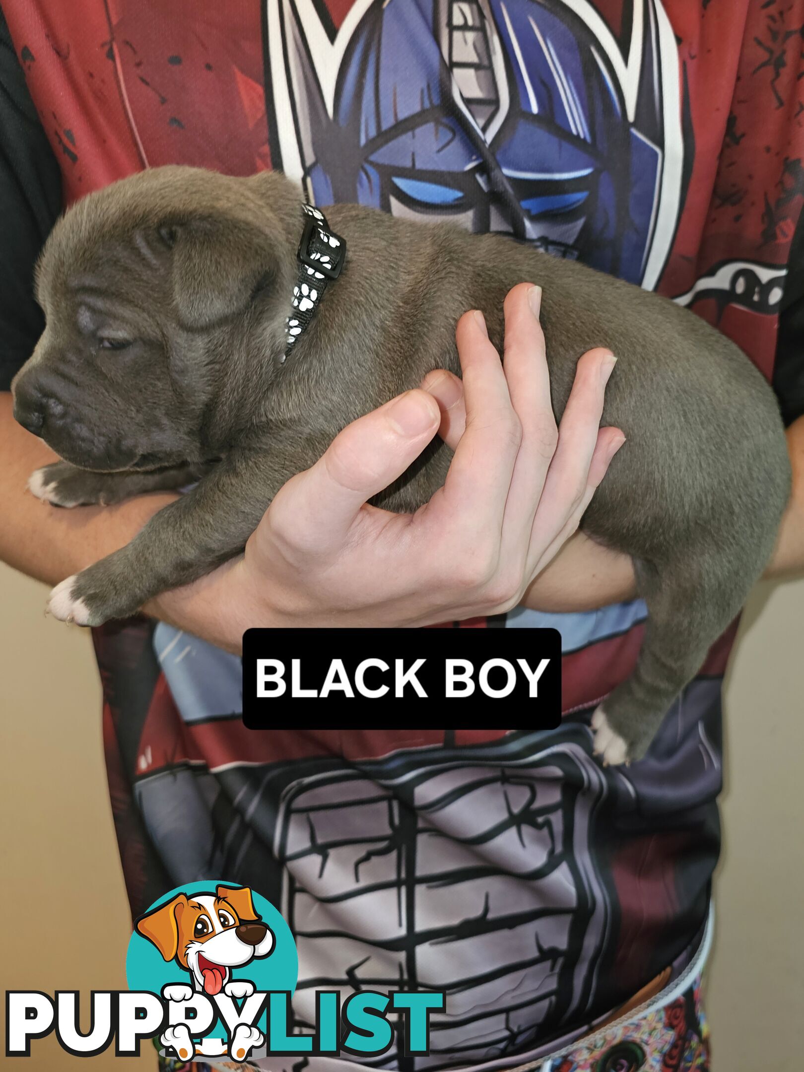 Blue American Staffy
