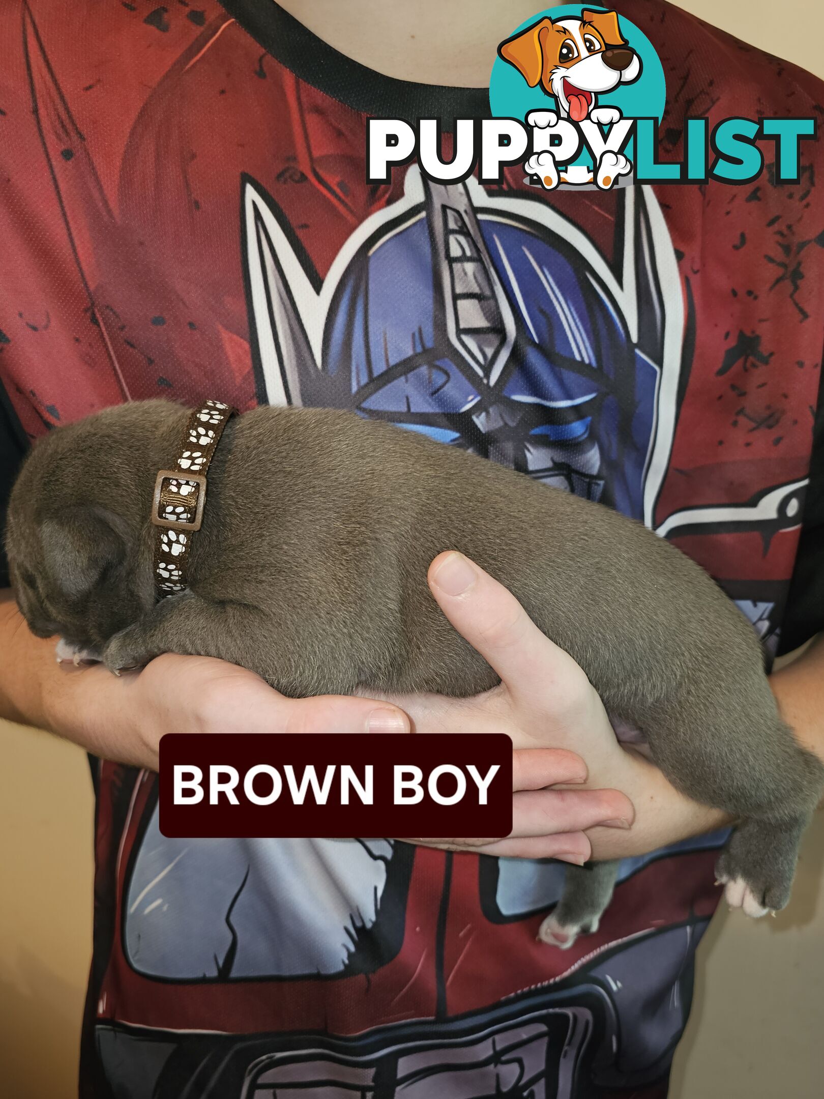 Blue American Staffy