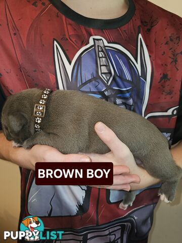 Blue American Staffy