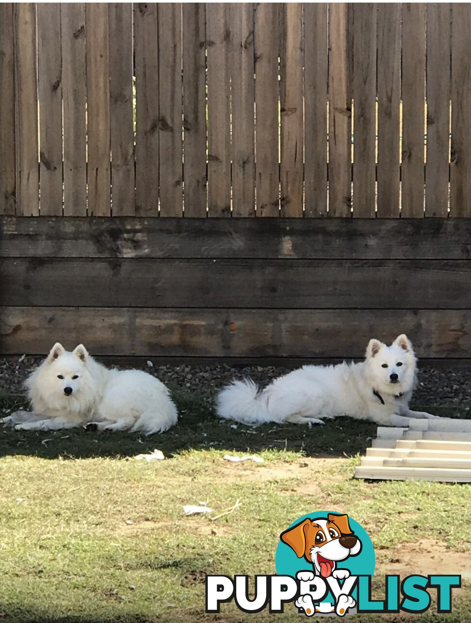 Japanese spitz puppies