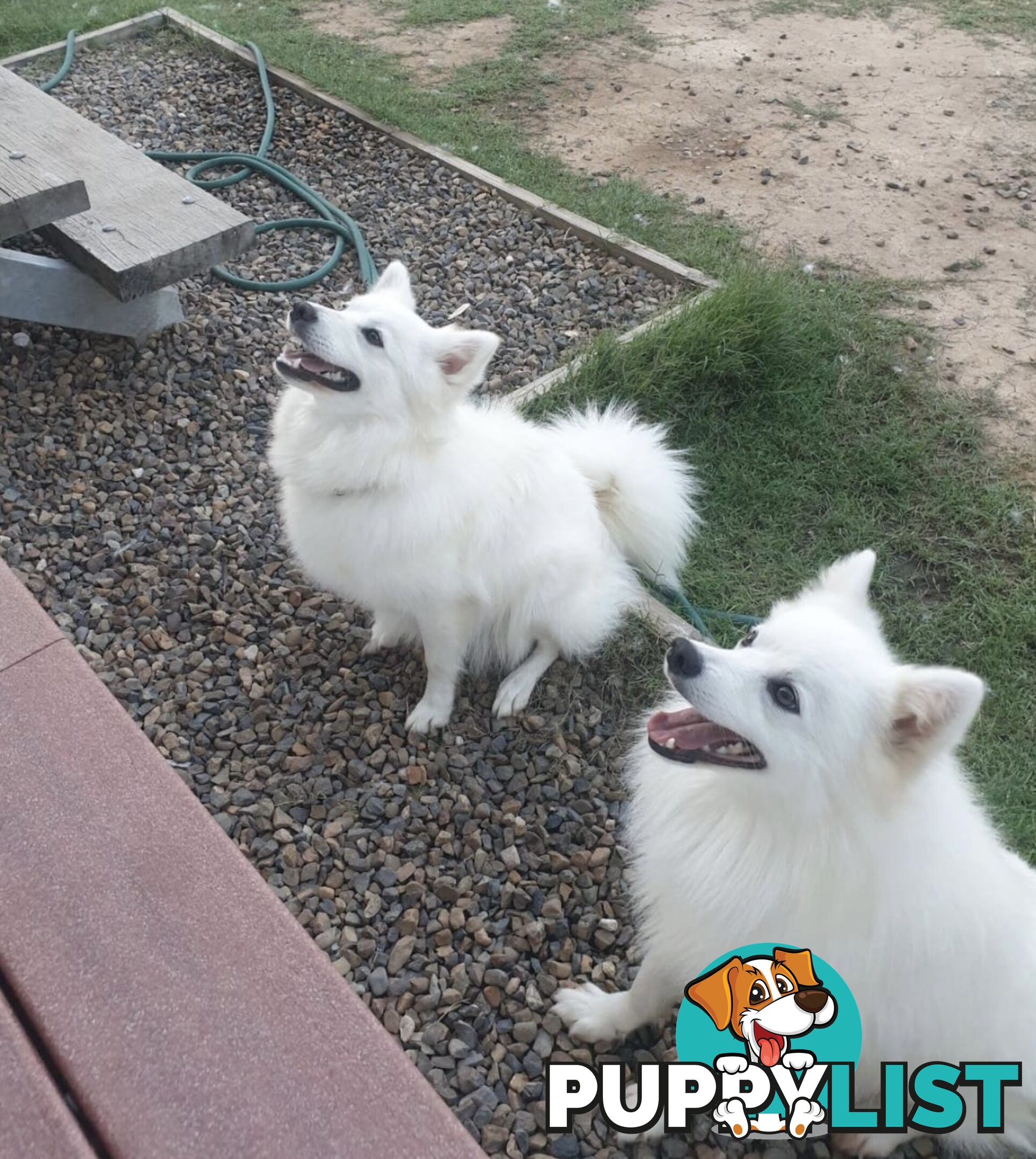 Japanese spitz puppies