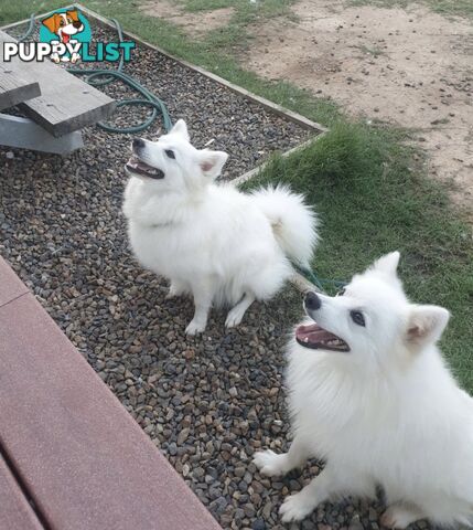 Japanese spitz puppies