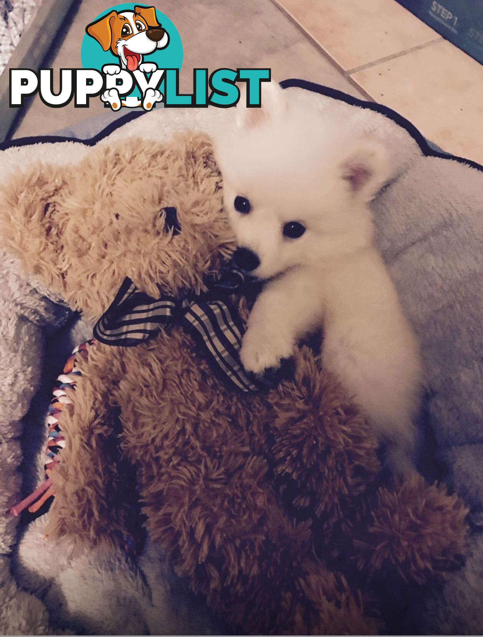 Japanese spitz puppies