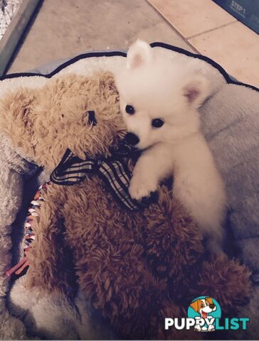 Japanese spitz puppies