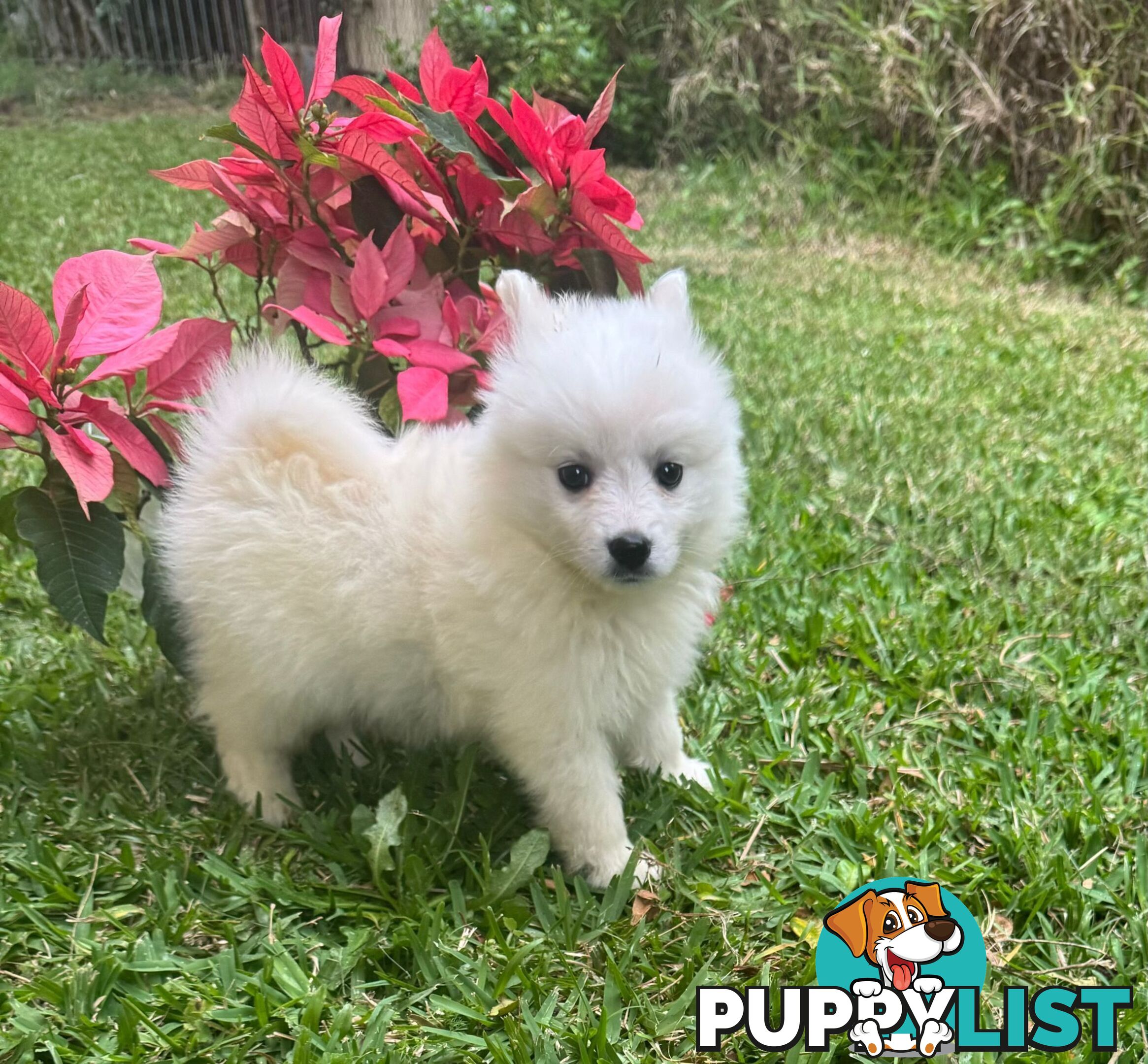 Japanese spitz puppies