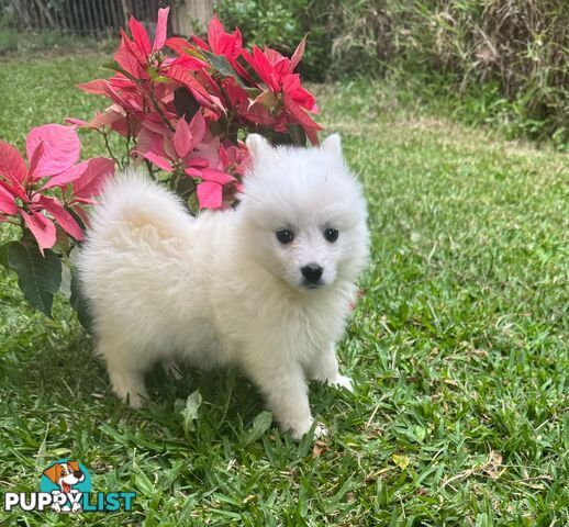 Japanese spitz puppies