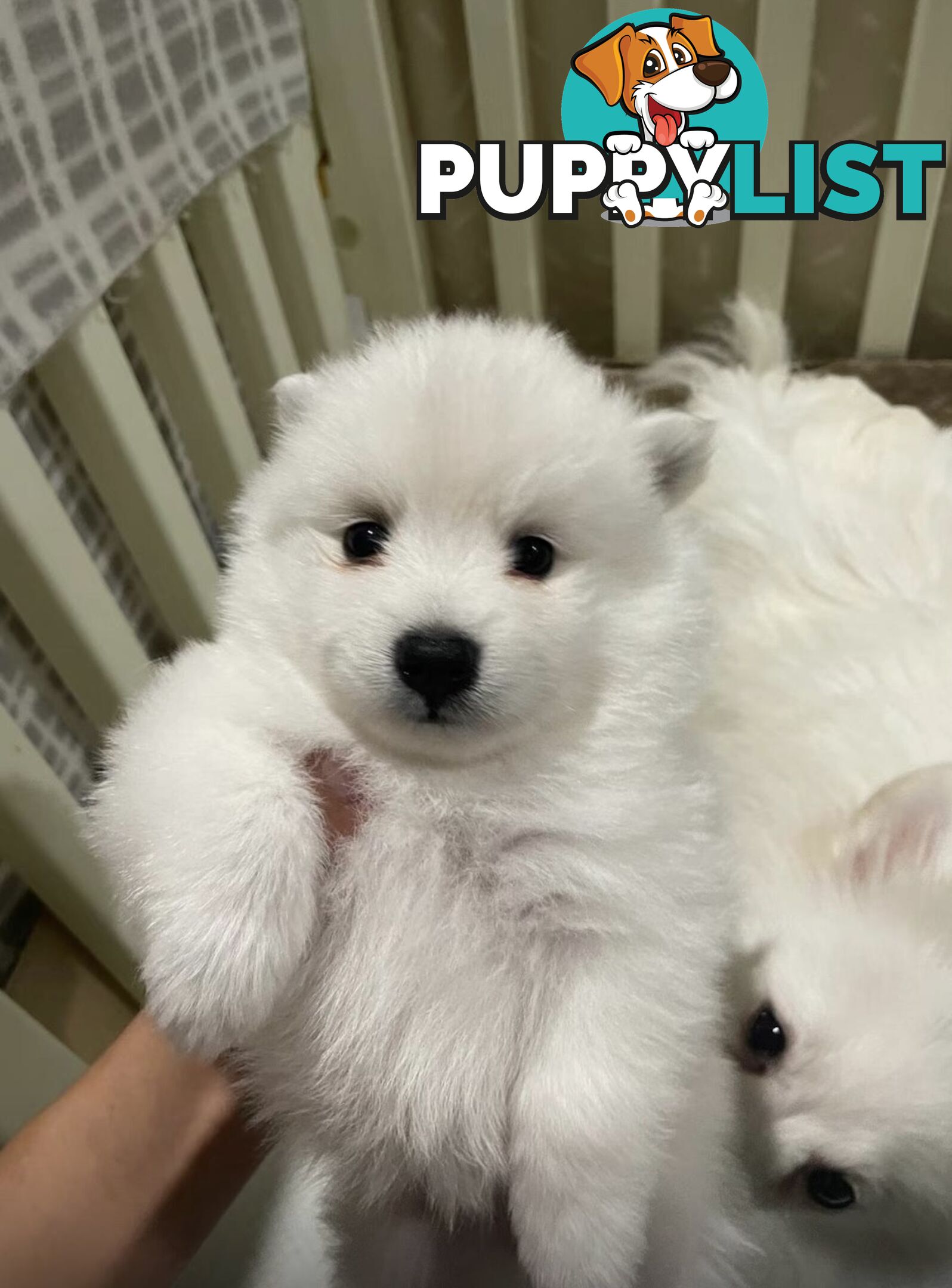 Japanese spitz puppies