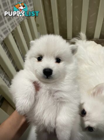 Japanese spitz puppies
