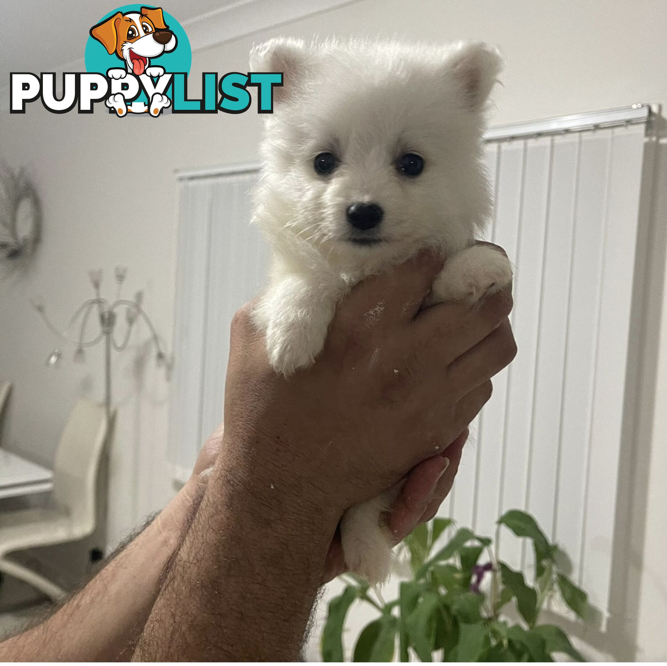 Japanese spitz puppies