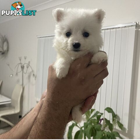 Japanese spitz puppies