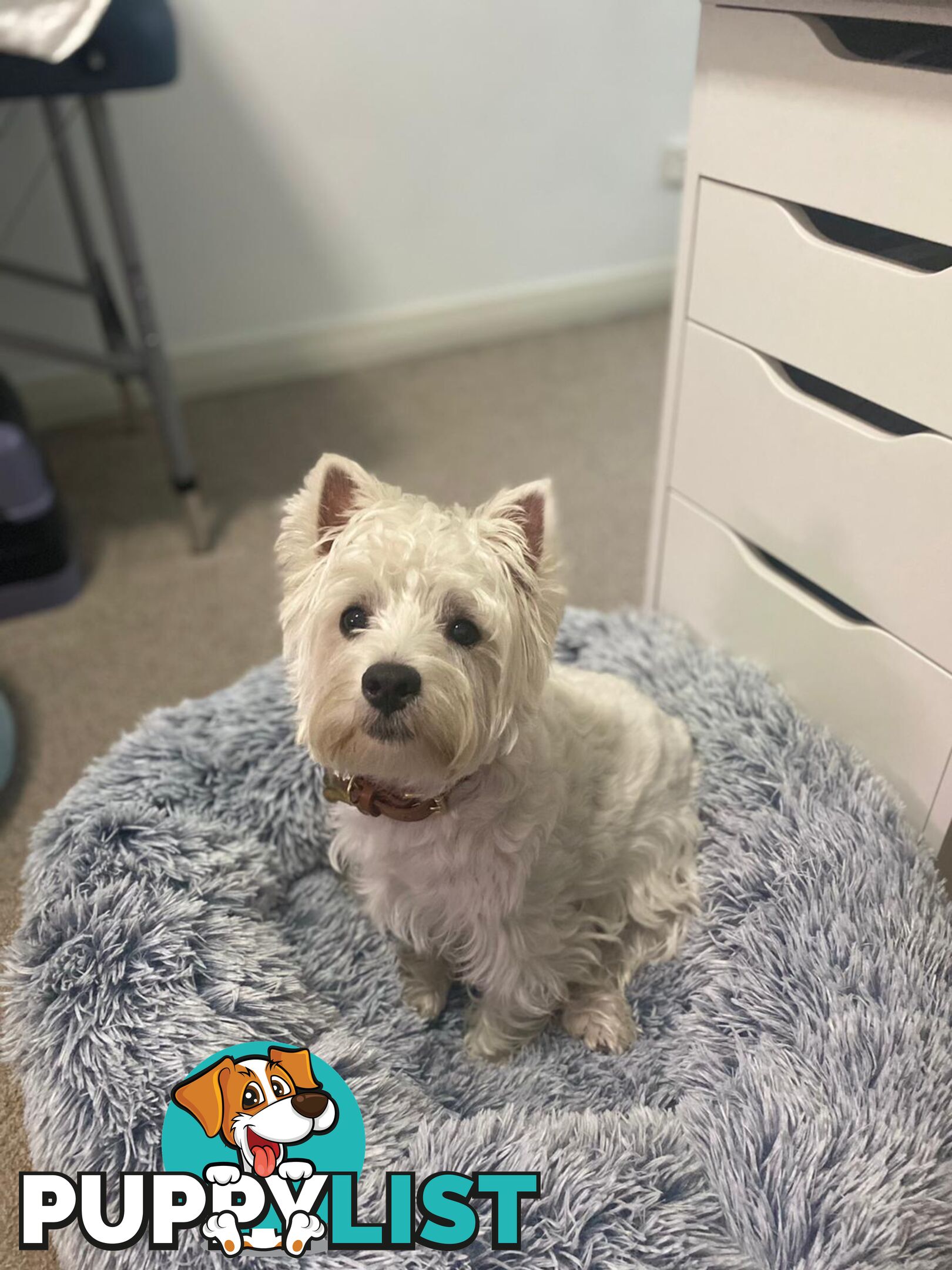 Pure-bred West Highland White Terrier - 5yo