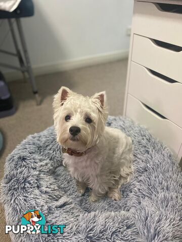 Pure-bred West Highland White Terrier - 5yo