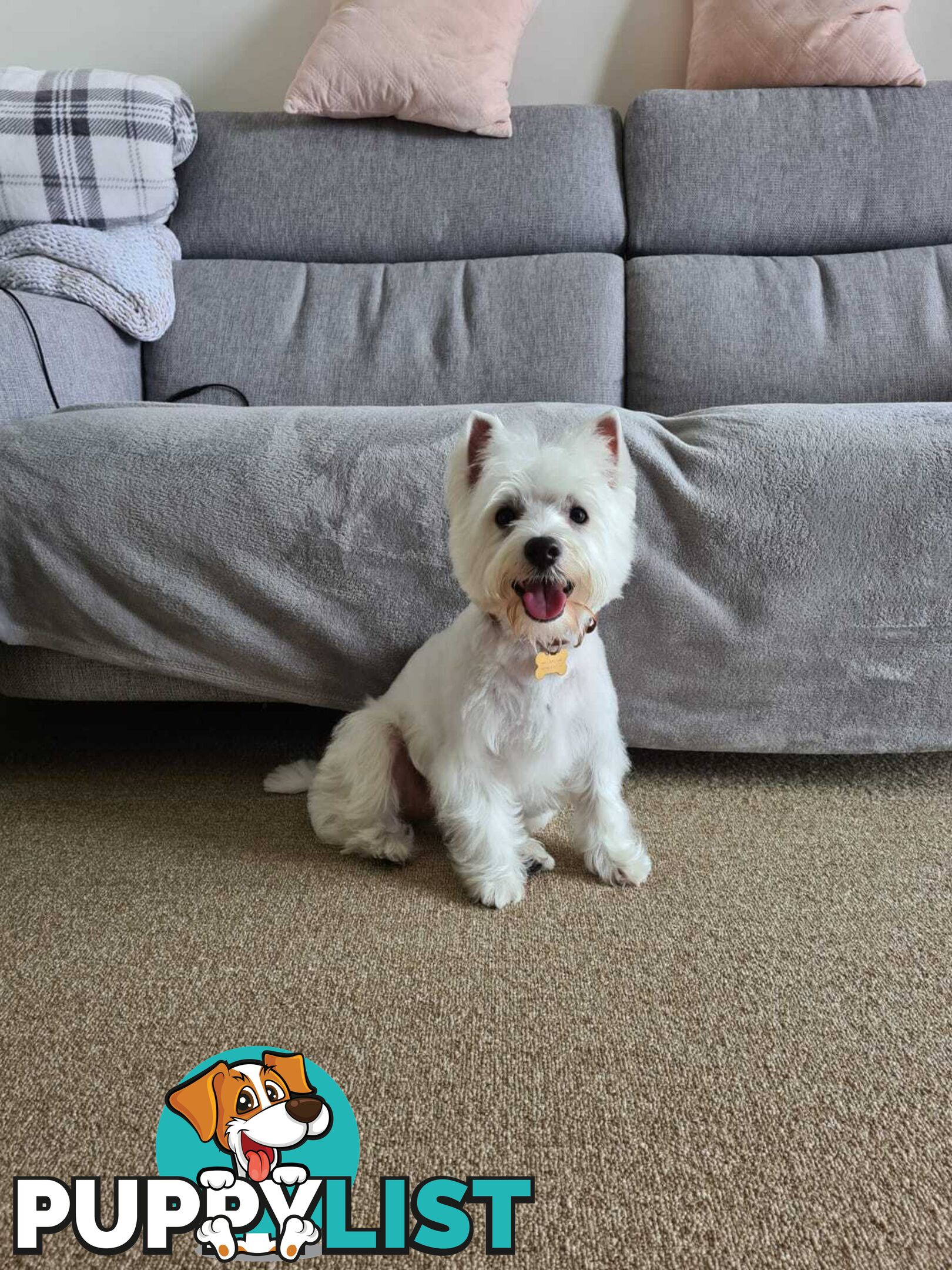 Pure-bred West Highland White Terrier - 5yo