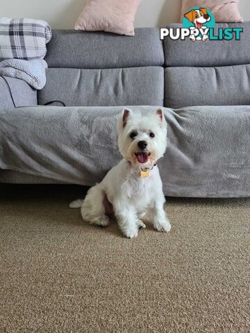 Pure-bred West Highland White Terrier - 5yo
