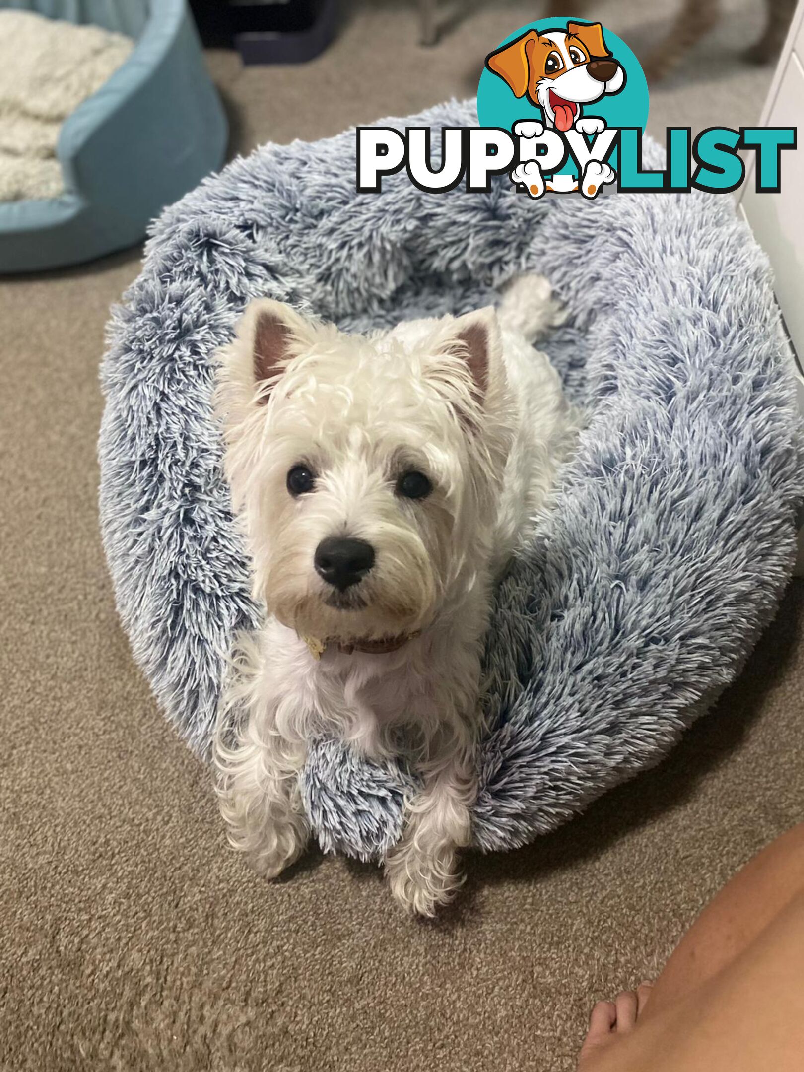 Pure-bred West Highland White Terrier - 5yo
