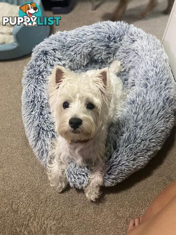 Pure-bred West Highland White Terrier - 5yo