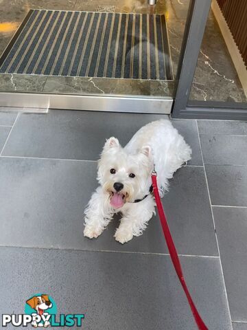 Pure-bred West Highland White Terrier - 5yo