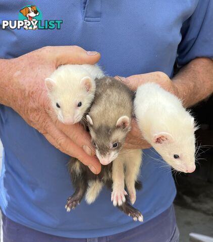 Ferrets - 4x White and 1x Polecat available