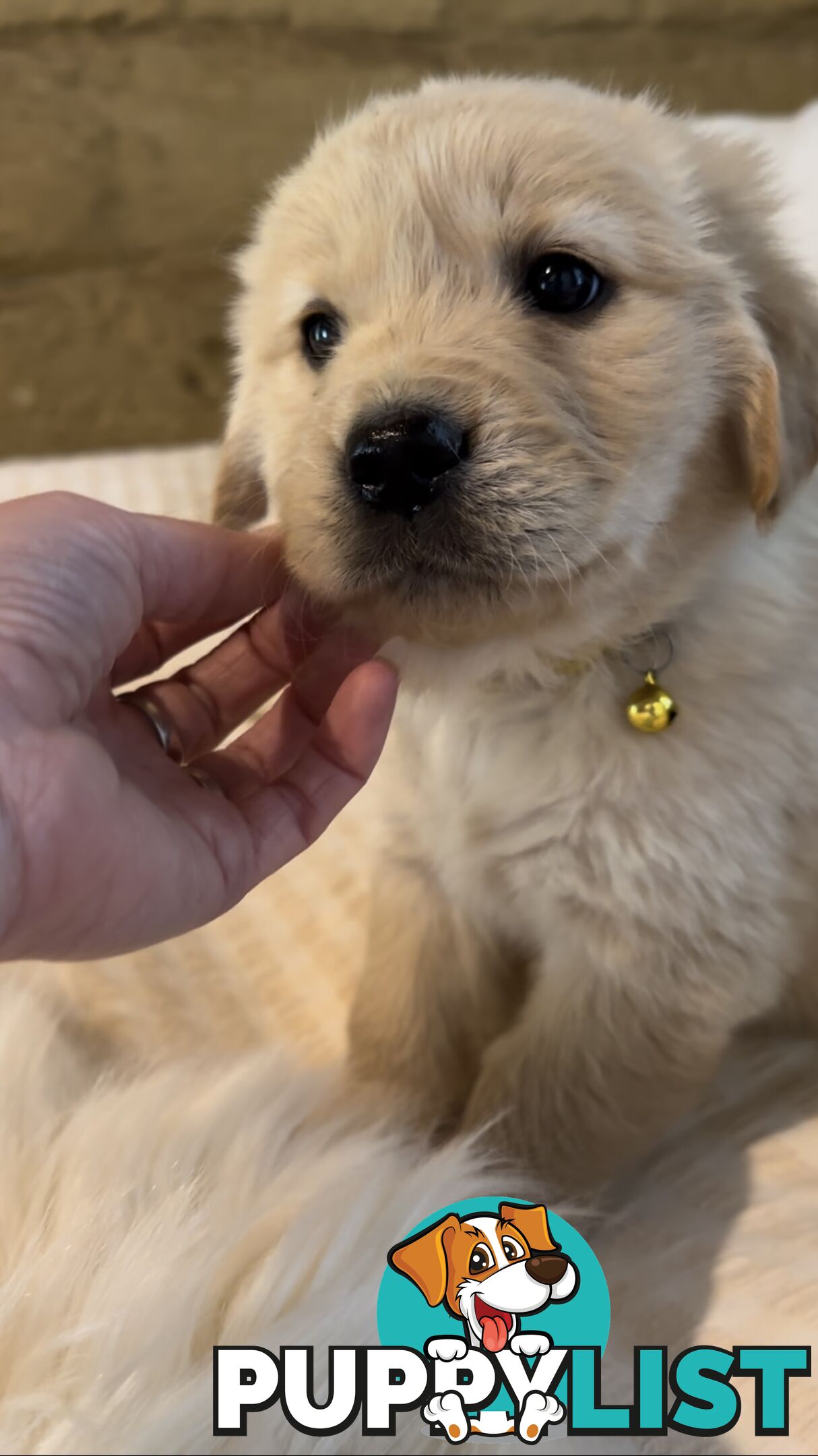 Pedigree papers on Mains Golden Retrievers