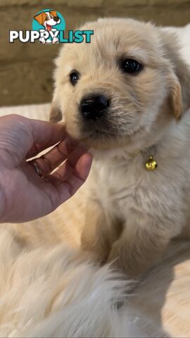 Pedigree papers on Mains Golden Retrievers