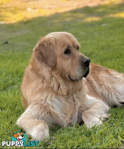 Pedigree papers on Mains Golden Retrievers